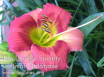 Daylily Melon Drops